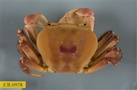 藏品(凶狠圓軸蟹)的圖片